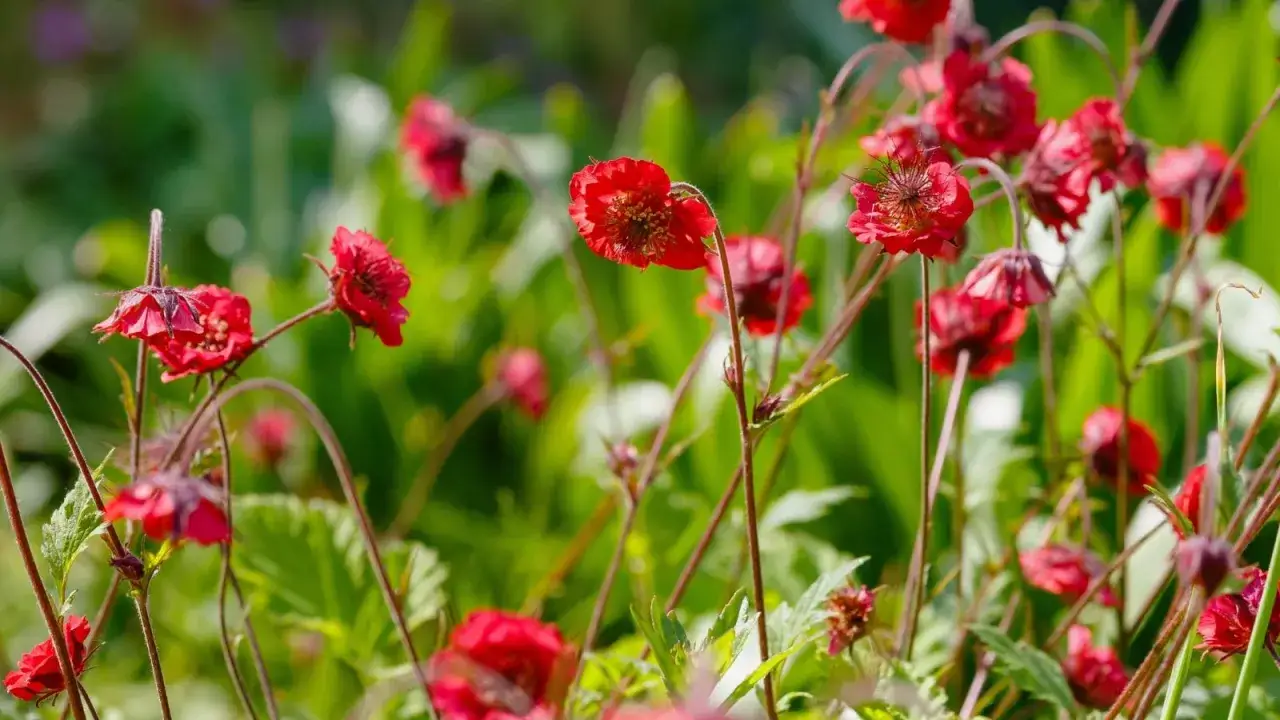 Röda blommor av geum rivale svajar i vinden, med gröna blad i bakgrunden.