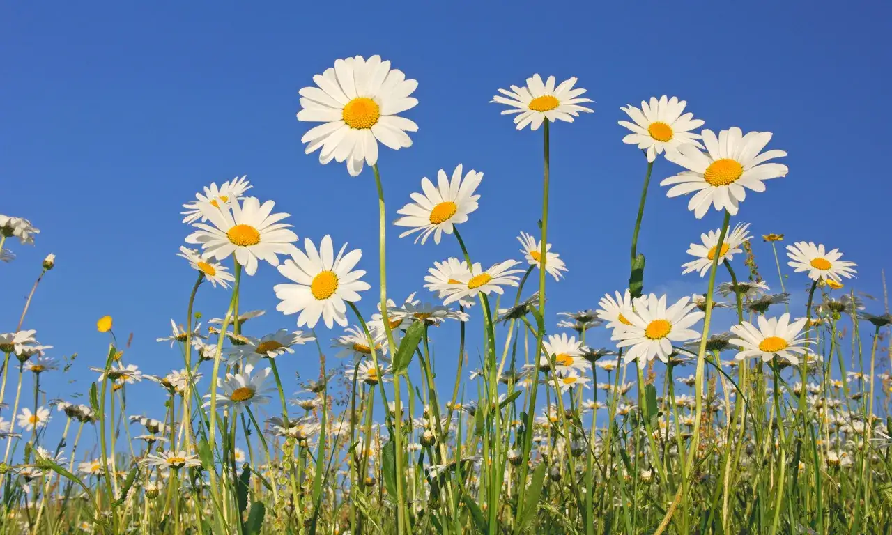 En äng full av prästkragar, Leucanthemum vulgare, sträcker sig mot en klarblå himmel.