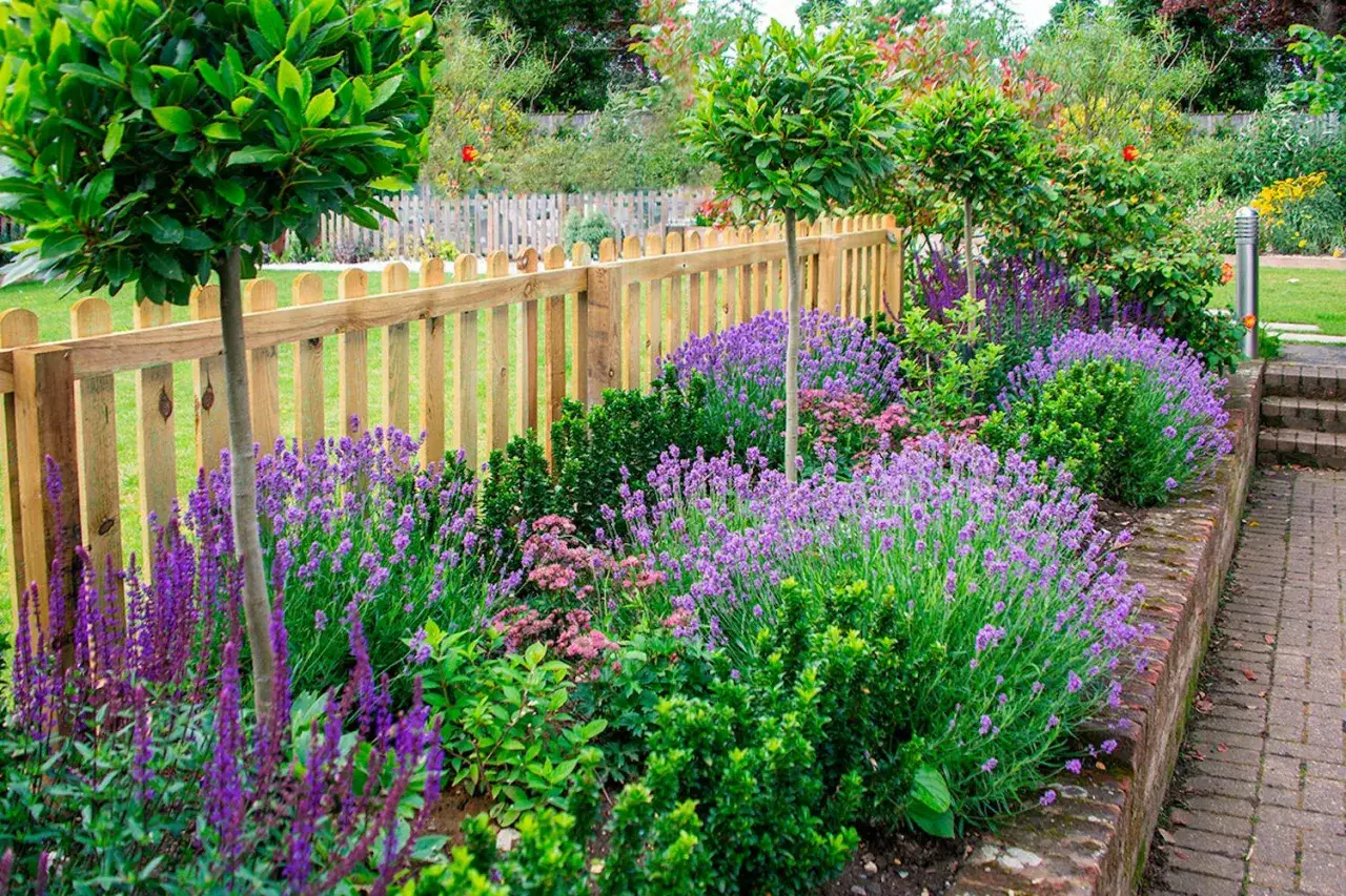 En vacker rabatt med lavandula angustifolia 'Munstead' som blommar i lila, kantad av en trästaket och gröna buskar.
