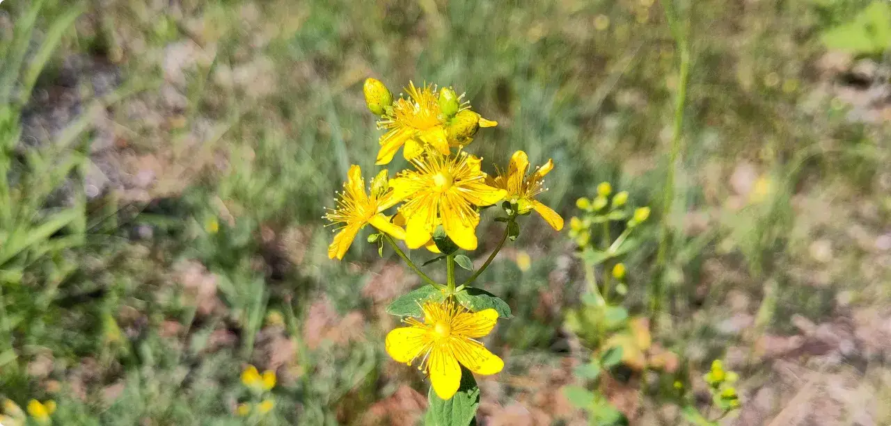 Gula blommor av *Hypericum perforatum* lyser upp en solig äng.