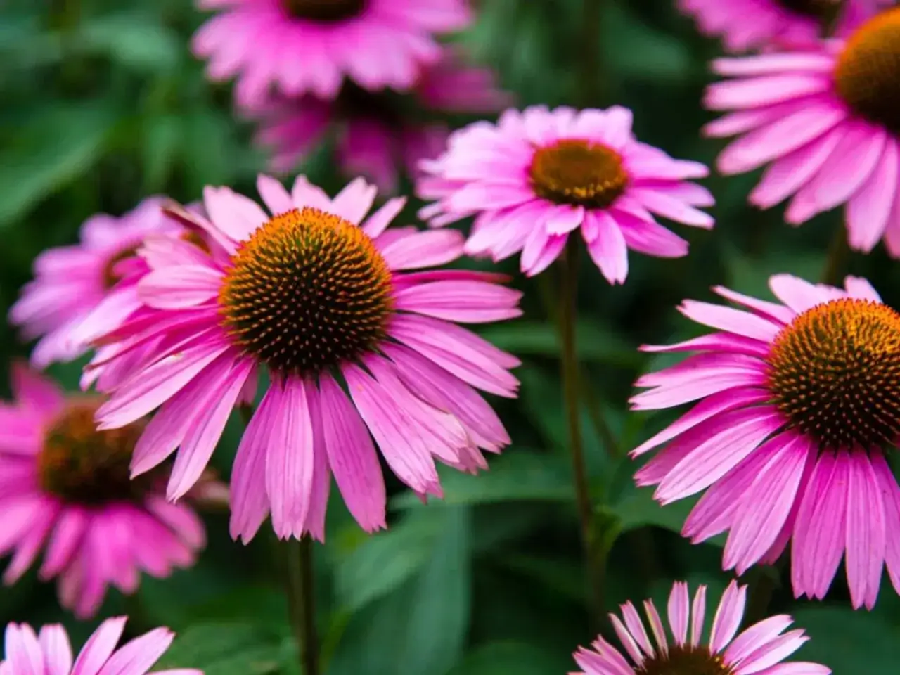 En grupp rosa solhatt blommor med mörka mittar mot en grön bakgrund.