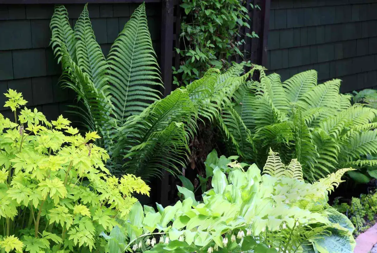 Gröna ormbunkar, som Polypodium vulgare, frodas i skuggan. Ljusgröna bladverk och små vita blommor skapar en lummig trädgårdsmiljö.