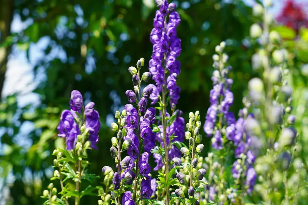Blå stormhatt, även känd som Aconitum napellus, blommar i en lummig trädgård.