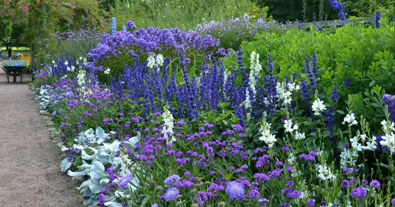 En lummig rabatt med massor av lila perenn blommor i olika nyanser, blandat med vita blommor och gröna blad. En grusgång leder förbi.