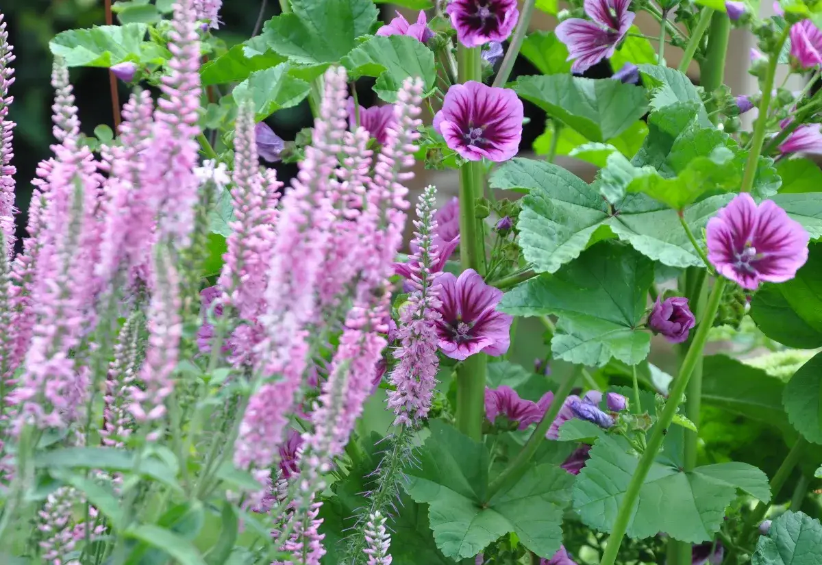 Rosa blommor av physostegia virginiana bland lila malvor.
