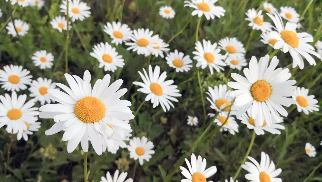 En äng full av vita prästkragar, även kända som bellis perennis, med sina karaktäristiska gula mittar.
