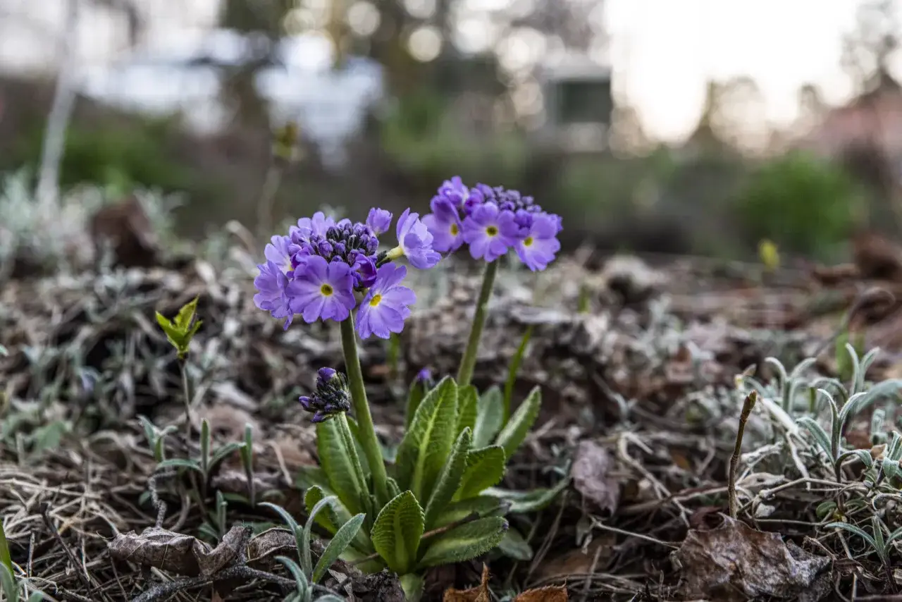 Två lila primula sorter blommar i en trädgård, omgivna av vissna löv och grön växtlighet.