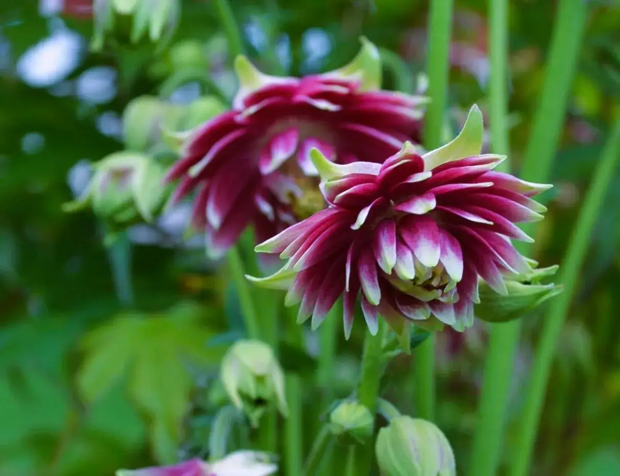 Två mörklila aklejor blommar i sommargrönska. Deras akleja blomningstid är en fröjd för ögat.