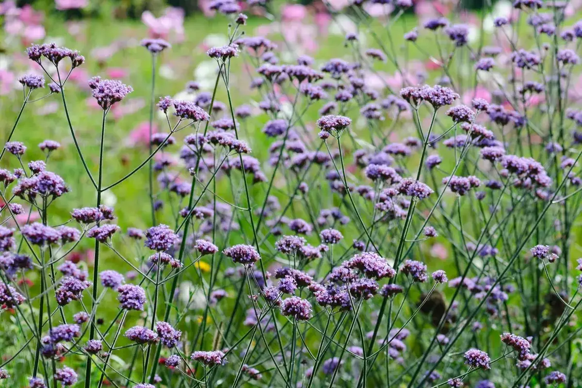 En äng fylld med lila verbena perenn blommor som svajar i vinden.