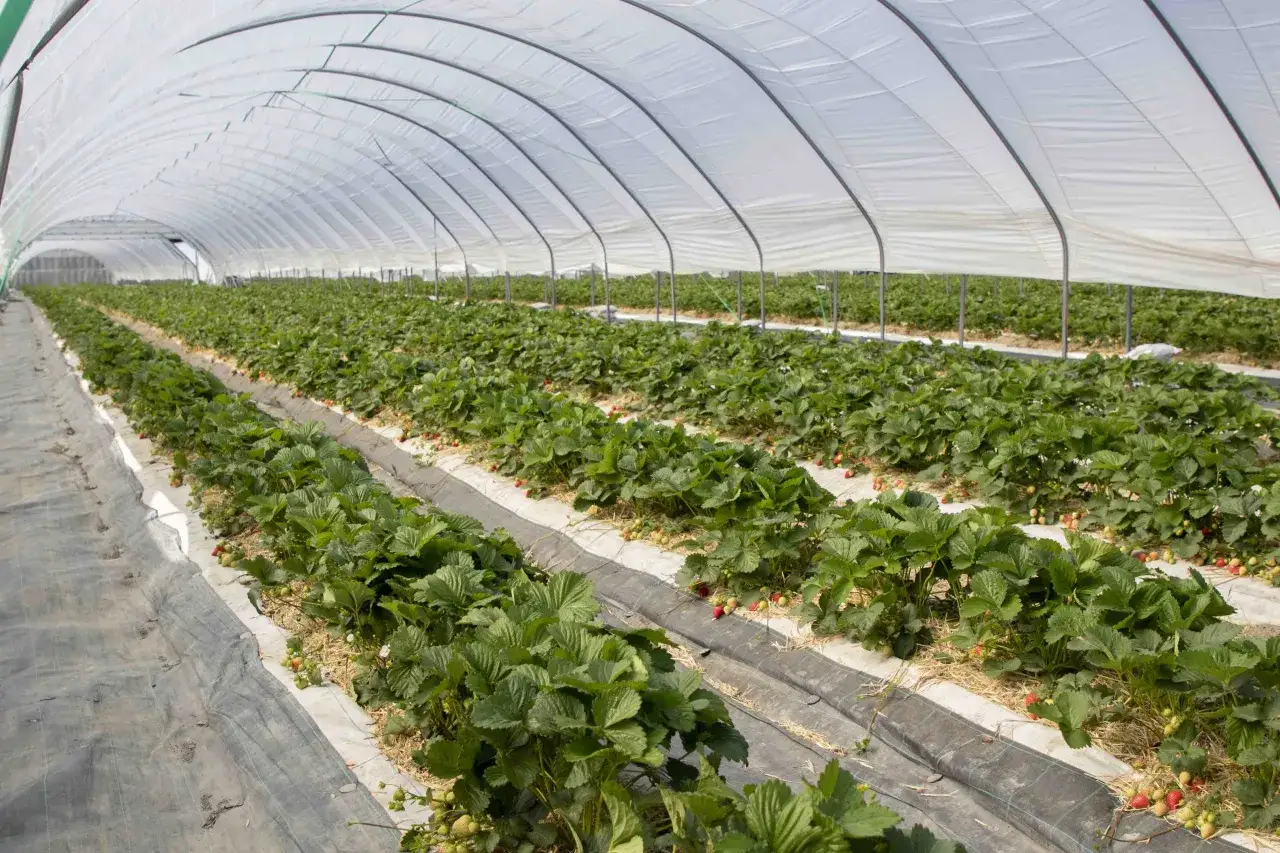 Rader av frodiga jordgubbsplantor, Fragaria ananassa, växer under ett vitt växthus. Röda och gröna bär syns bland bladen.