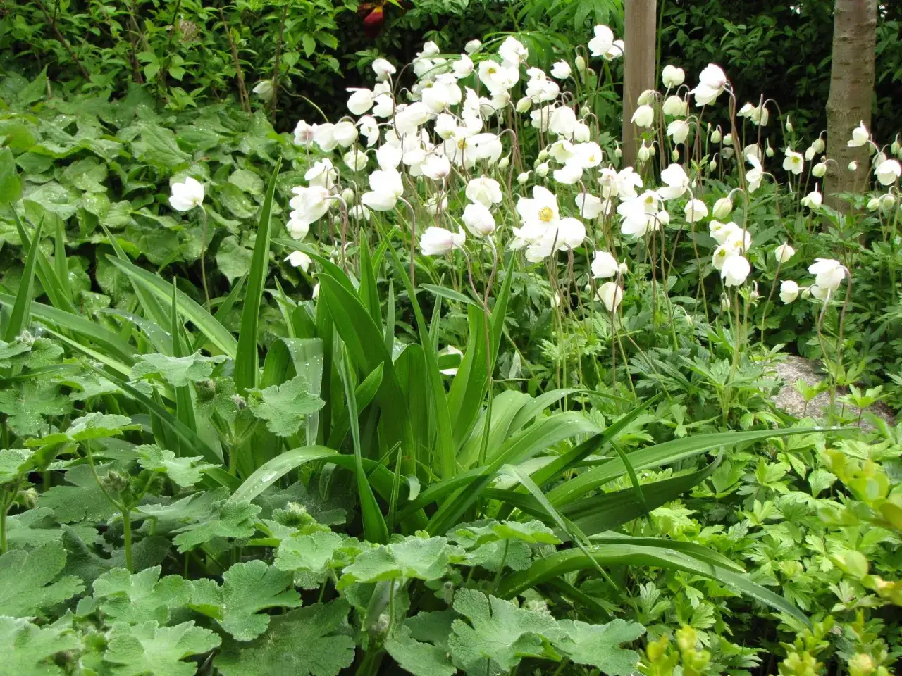 En grupp vita anemone sylvestris blommar i en lummig trädgård.