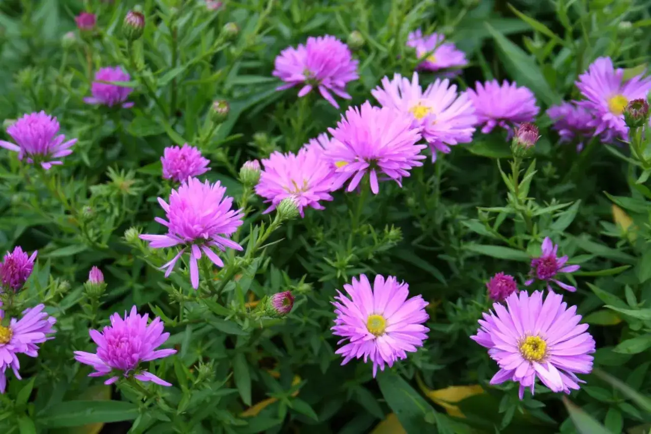 En rabatt fylld med lila aster perenn blommor, deras kronblad sträcker sig ut som solstrålar.