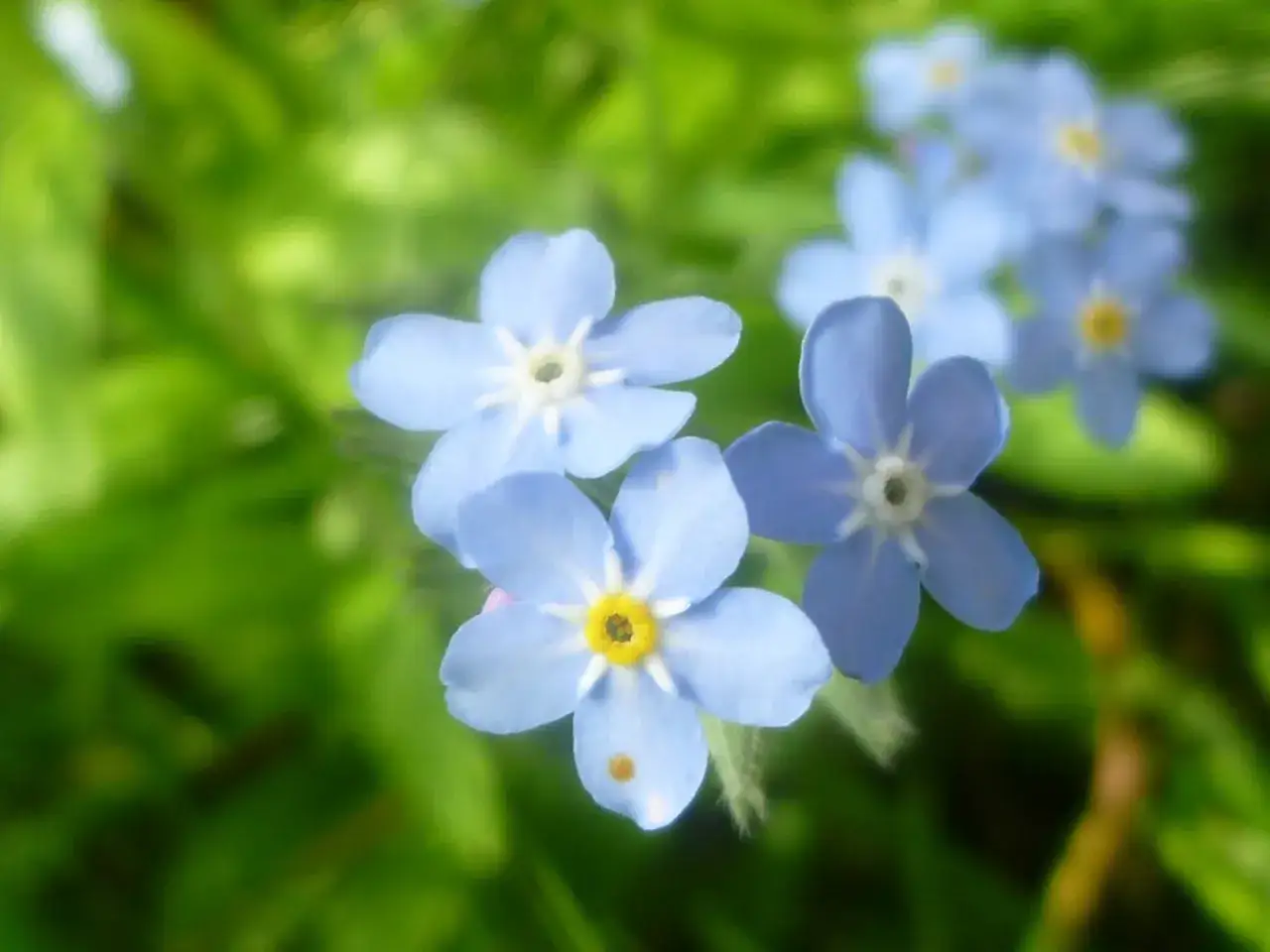 Blå förgätmigej, Myosotis scorpioides, blommar i grönska. Deras små, ljusblå kronblad med gula mittpunkter skapar en drömsk scen.