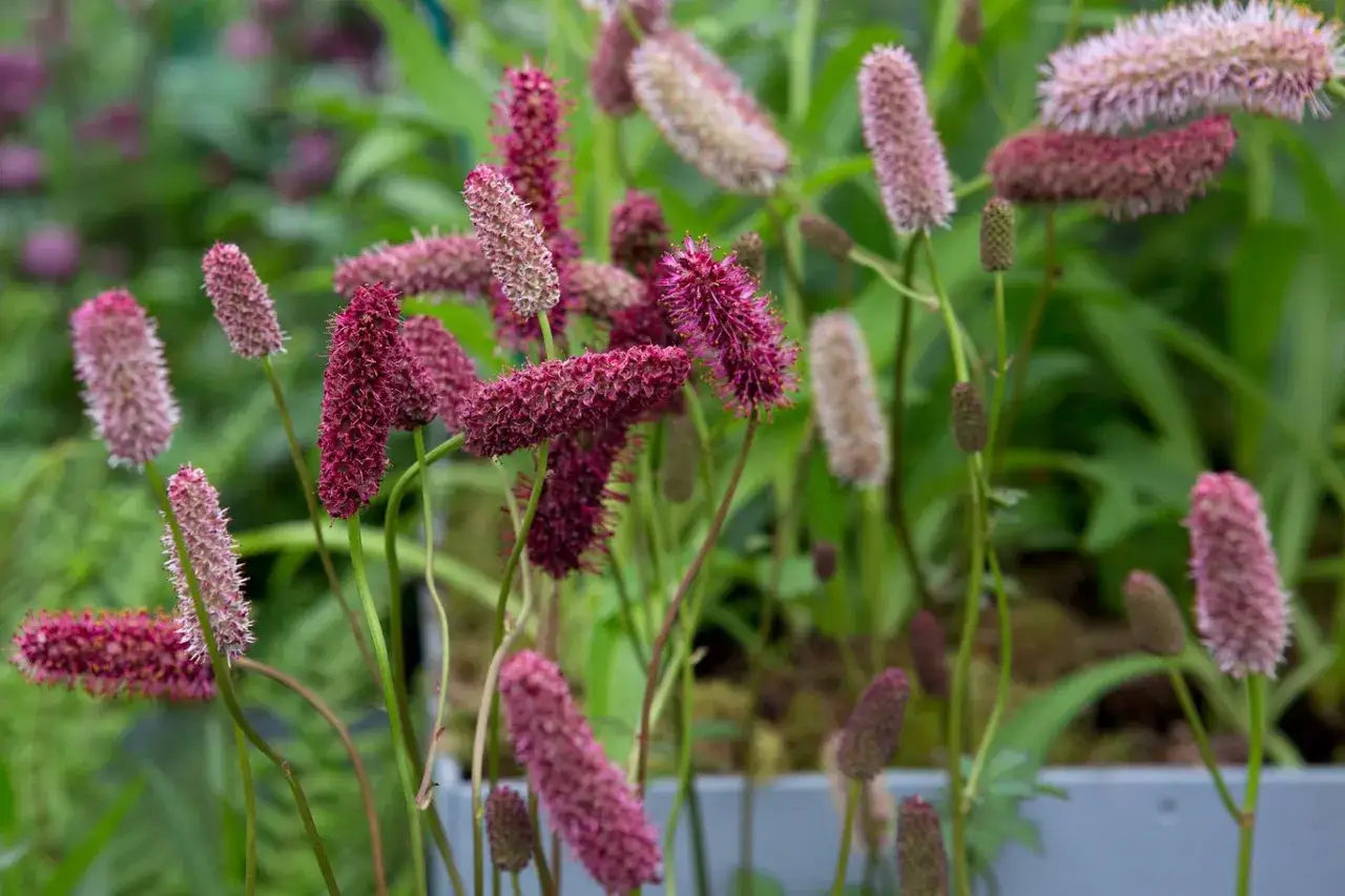 Sanguisorba officinalis blommar i lila och rosa nyanser. De avlånga blomställningarna liknar små borstar som sträcker sig mot himlen.