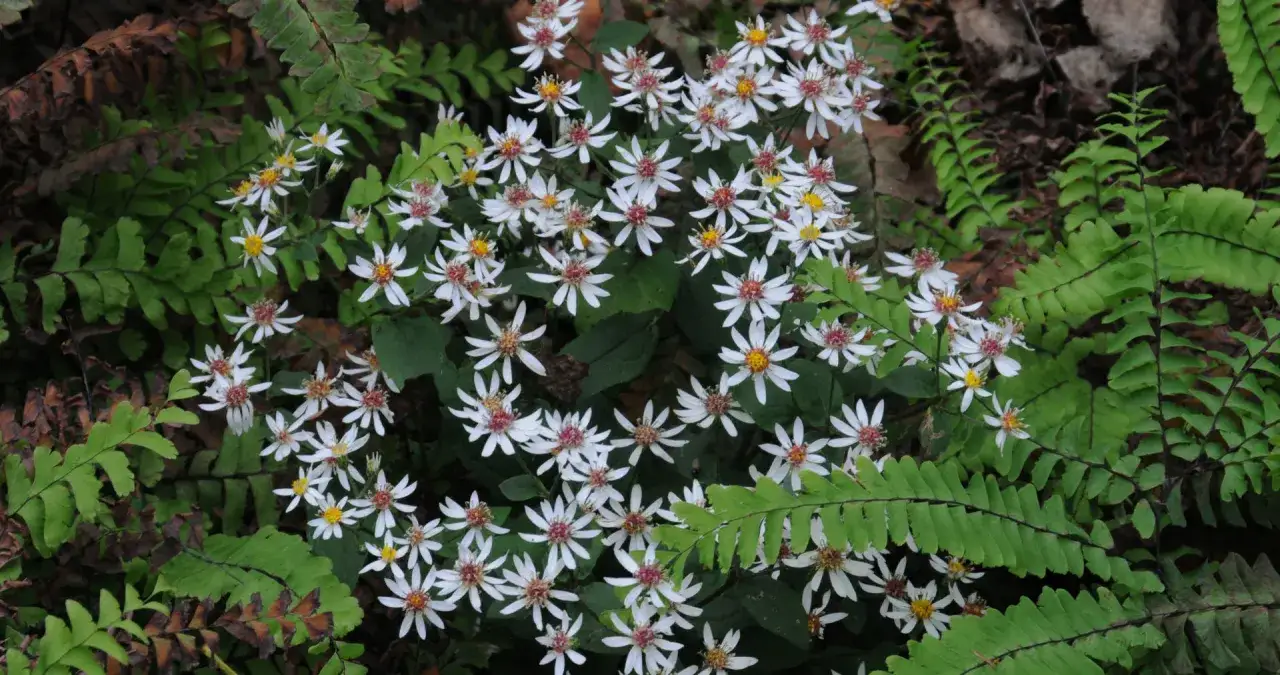Eurybia divaricata, eller asters, blommar bland frodiga ormbunkar.