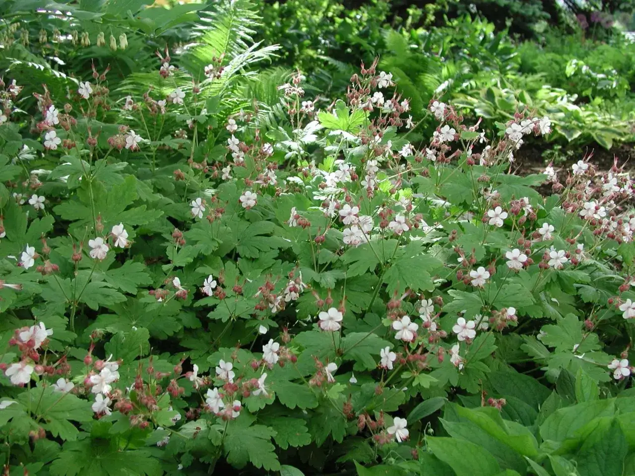 Geranium macrorrhizum Spessart blommar med små, ljusa blommor bland frodigt gröna blad. En vacker marktäckare i trädgården.