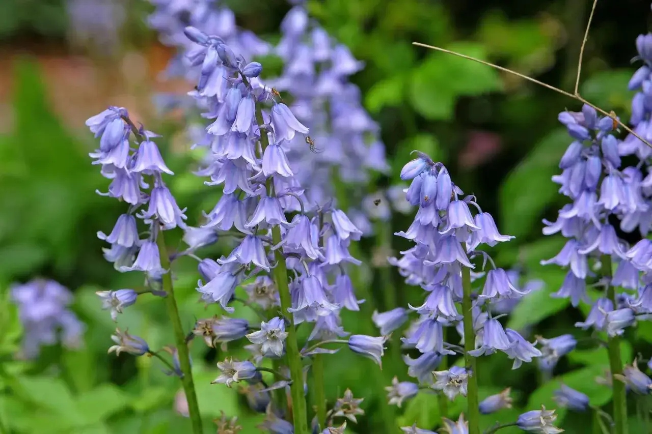 En klunga blå blommor som liknar blåklockor, med en spindel som klättrar på en stjälk.