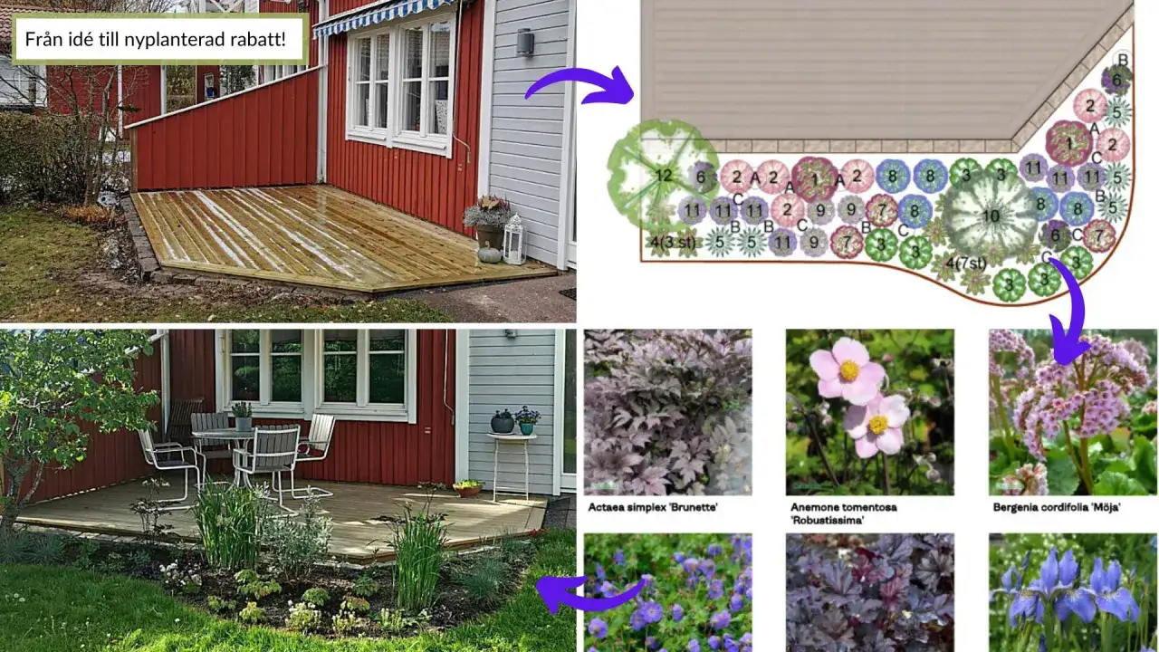 En trädgårdsplan visar hur en gul blomma perenn och andra växter kan planteras. Bilden visar också en nybyggd altan och en färdig rabatt.