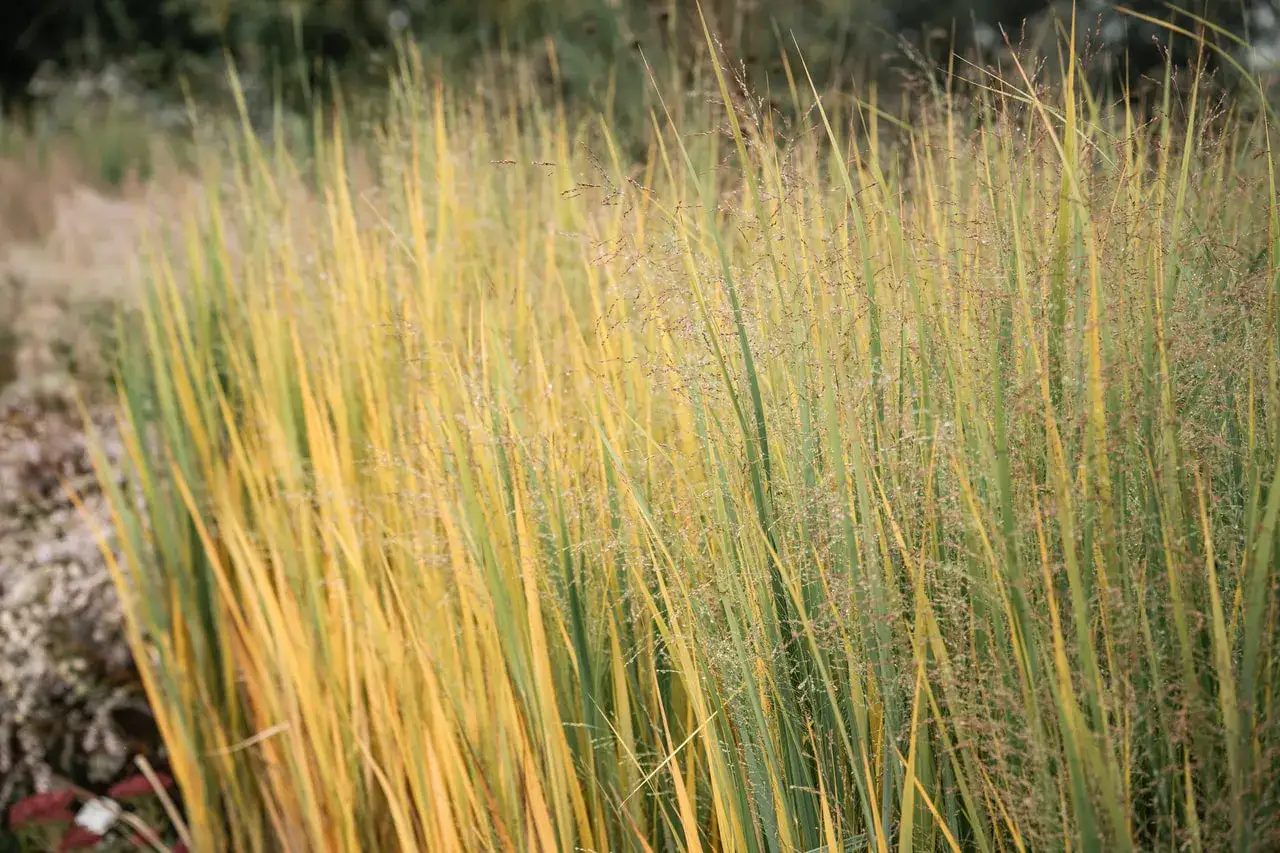 Panicum virgatum 'Northwind' står stolt i höstfärger, dess strån skimrar i gult och grönt.
