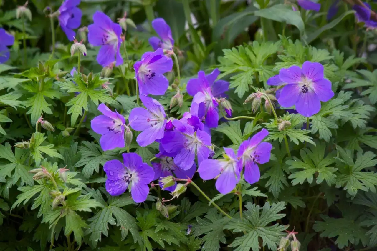 Blåa geranium brookside blommor med gröna blad.