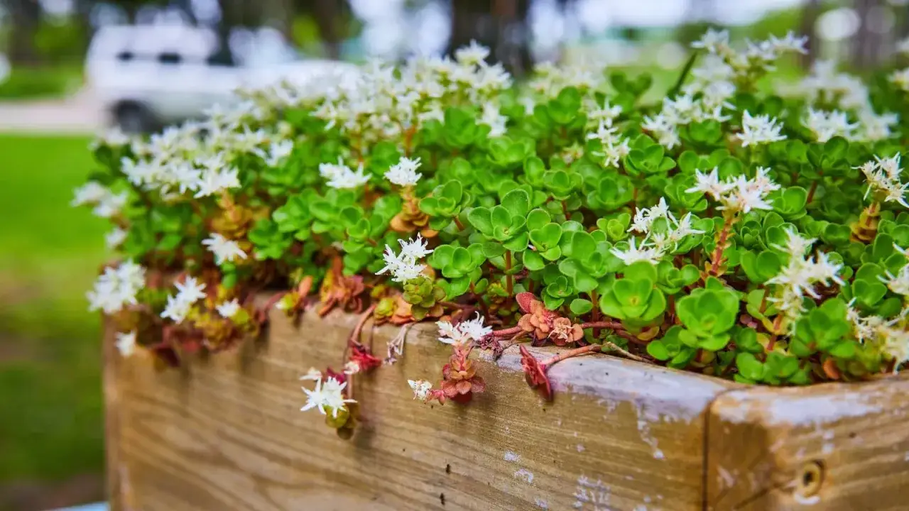 En träkruka fylld med frodig, grön vit fetknopp som blommar med små vita stjärnor.