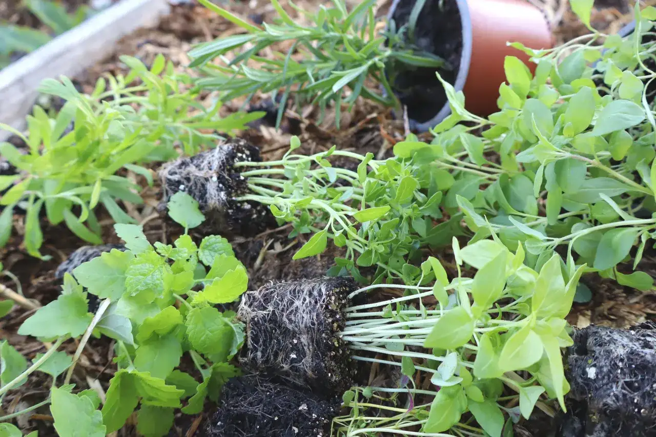 Små plantor av persilja perenn och andra örter ligger redo att planteras.