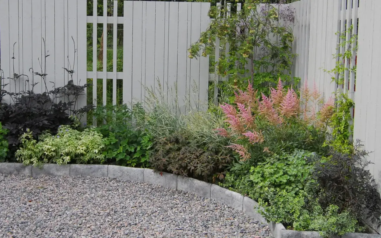 En vacker rabatt med rosa astilbe, mörka blad och gräs framför ett vitt plank.