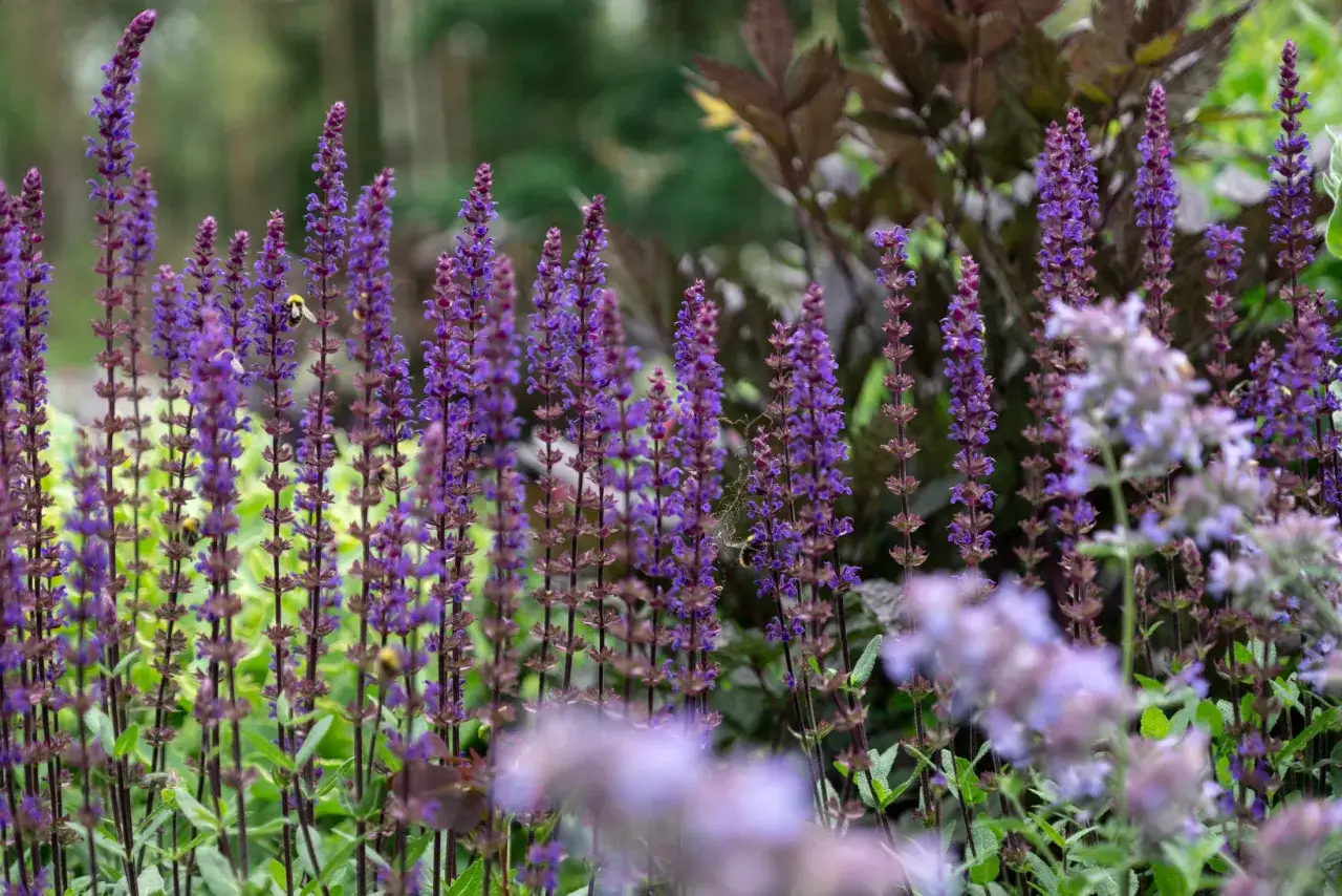 En humla besöker en blommande kransveronika, vars lila spiror skapar en fascinerande syn i trädgården.