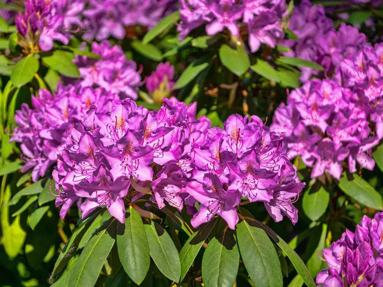 En klunga av vackra, violetta blommor med gröna blad. De ser ut som en del av en rhododendronbuske i full blom.
