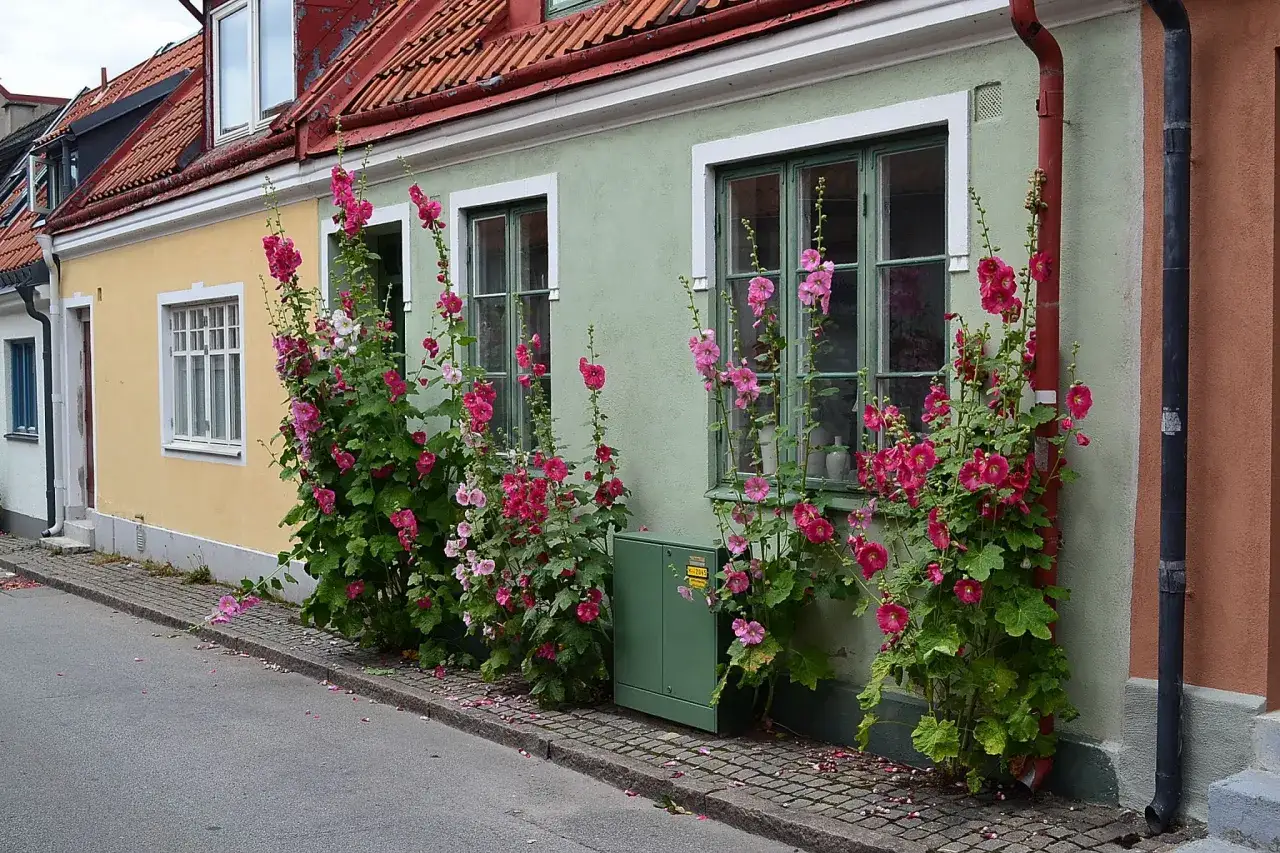 Stockrosor perenn klättrar längs en ljusgrön fasad med rosa blommor.