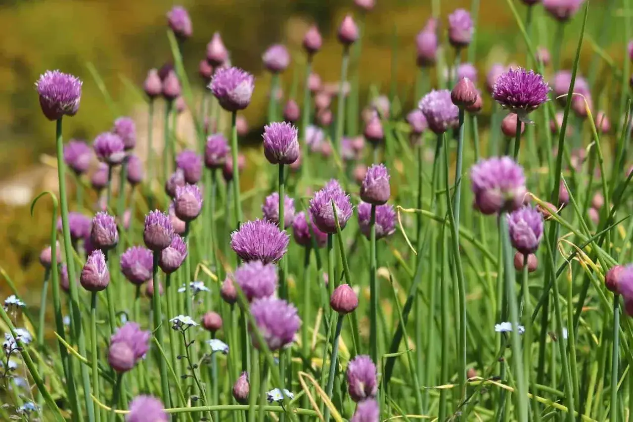 Fält med lila blommor av allium schoenoprasum, även kända som gräslök, som sträcker sig mot solen.