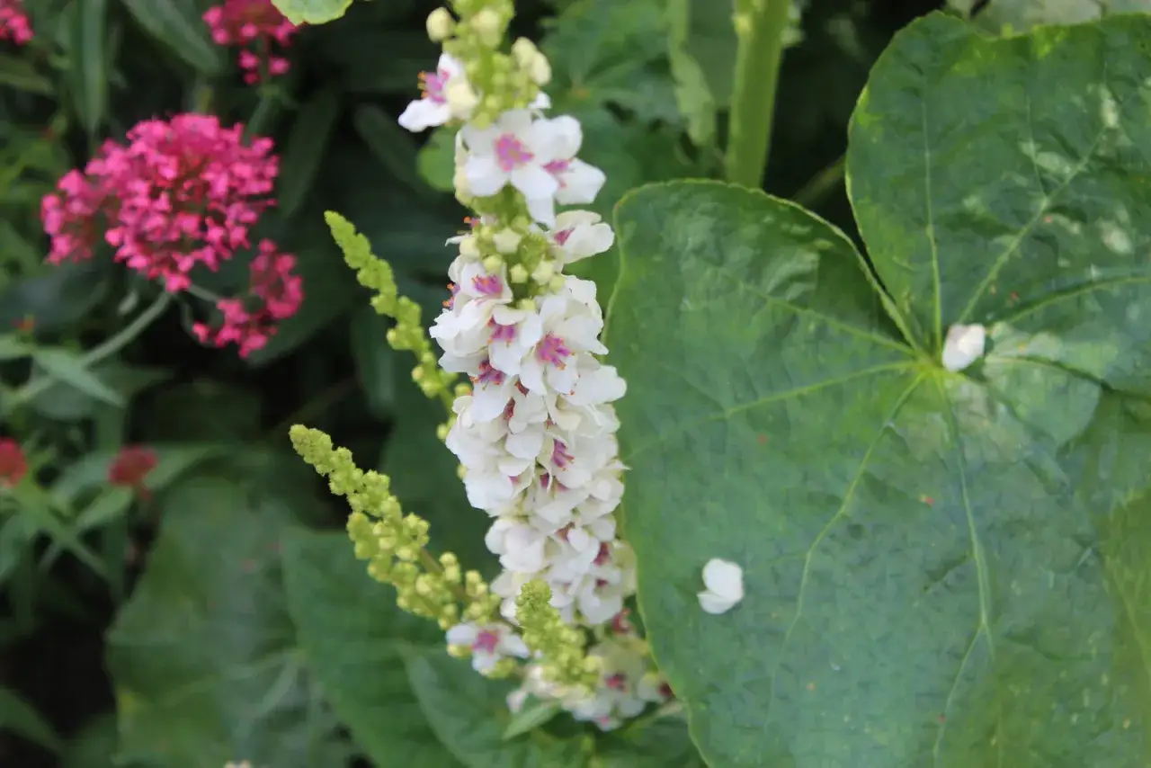 En blomställning med vita blommor och lila inslag, omgiven av gröna blad. En påminnelse om att vissa växter, till skillnad från en motsats till perenn, bara blommar en säsong.
